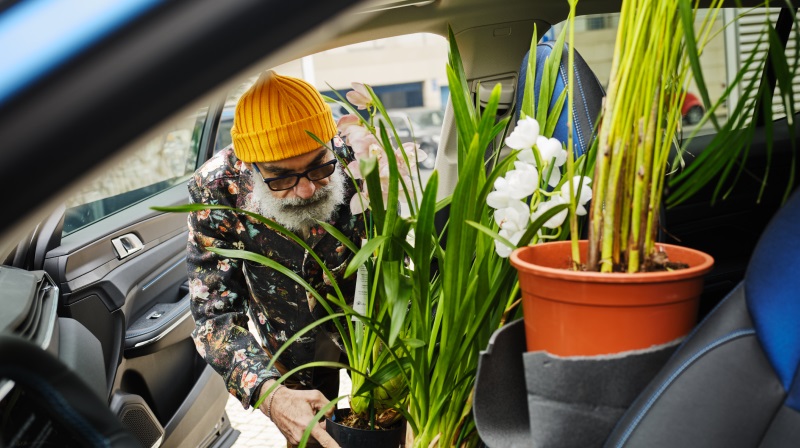 An image from a car’s interior of a man wearing and orange hat and sunglasses loading large plants into the passenger seat.